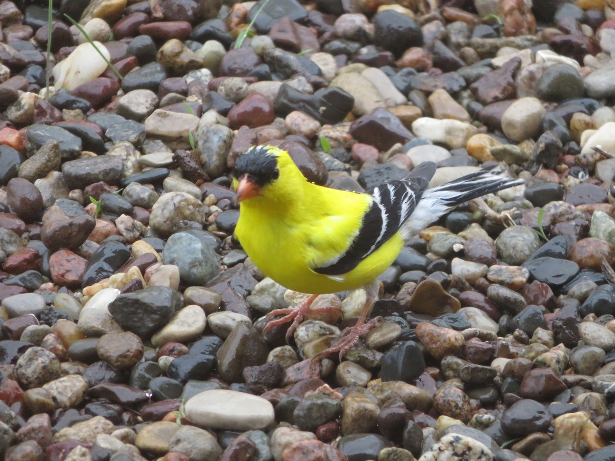 American Goldfinch - Mark Noble