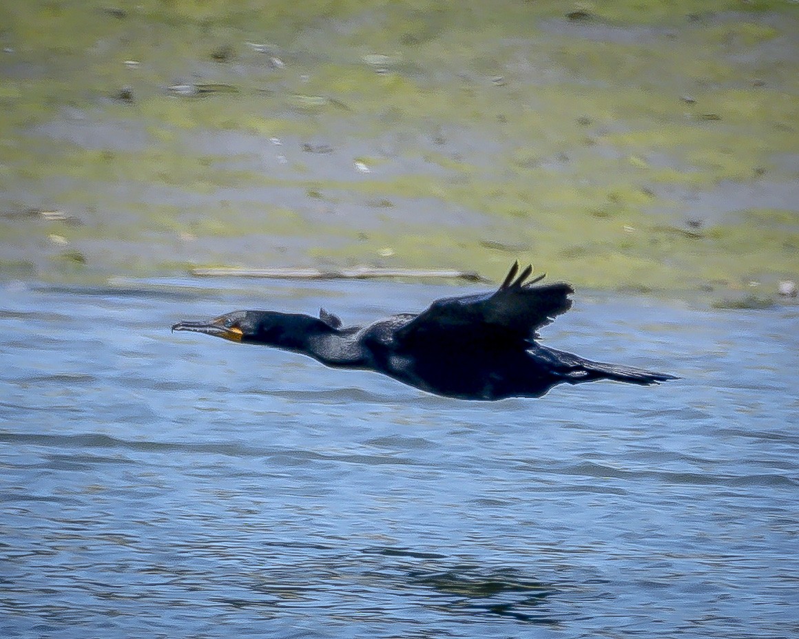 Double-crested Cormorant - James Kendall