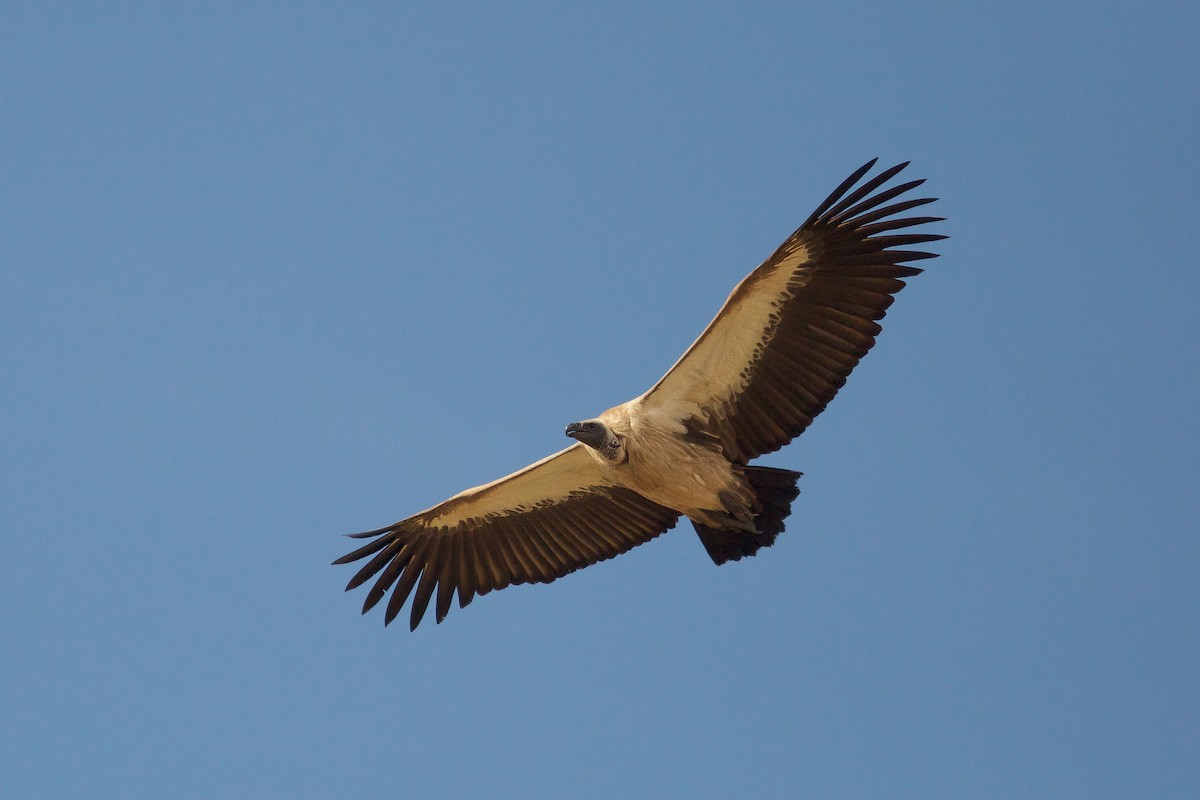 White-backed Vulture - ML618139001