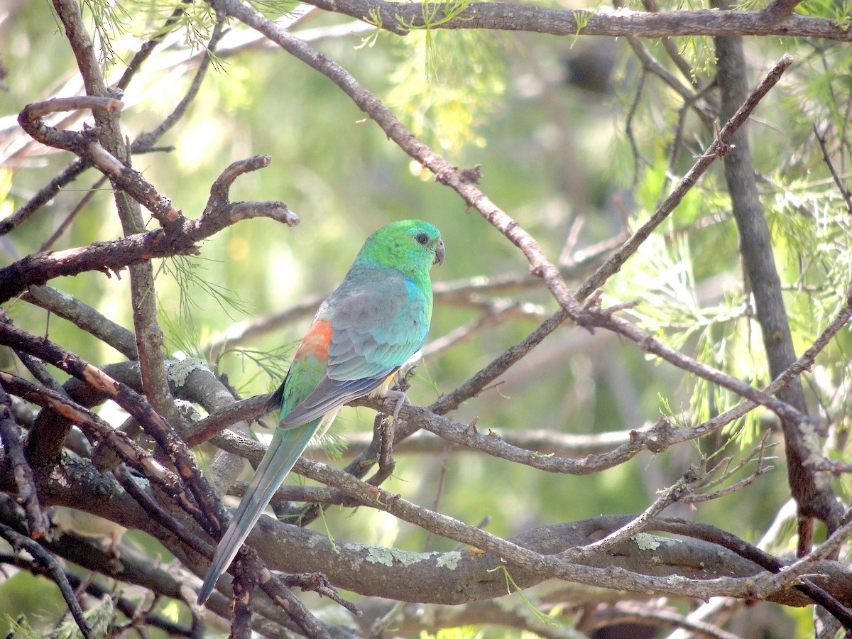 Red-rumped Parrot - ML618139017