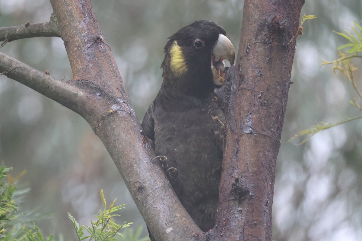 Yellow-tailed Black-Cockatoo - ML618139031