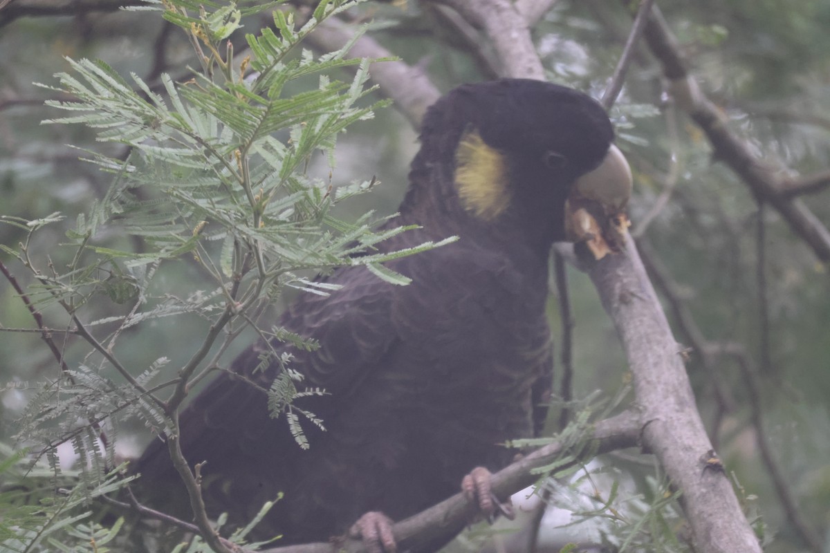 Yellow-tailed Black-Cockatoo - GEOFFREY SHINKFIELD