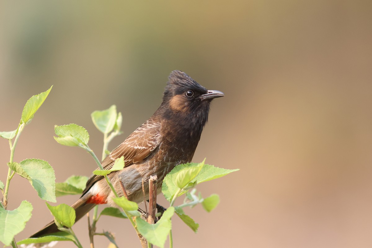 Red-vented Bulbul - ML618139039