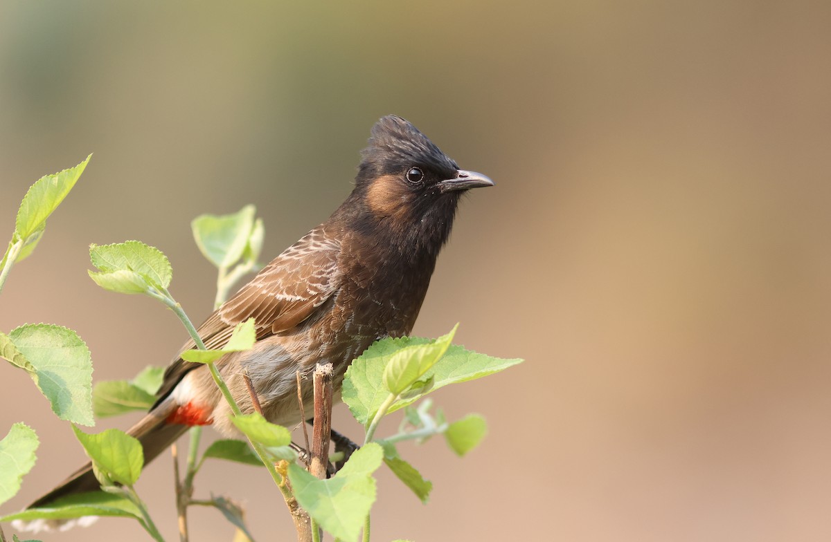 Red-vented Bulbul - ML618139041