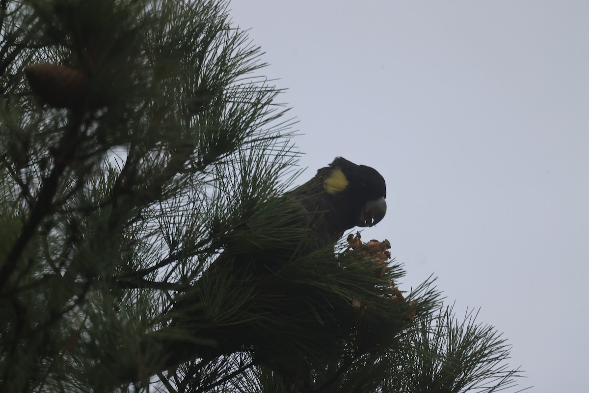 Yellow-tailed Black-Cockatoo - ML618139046