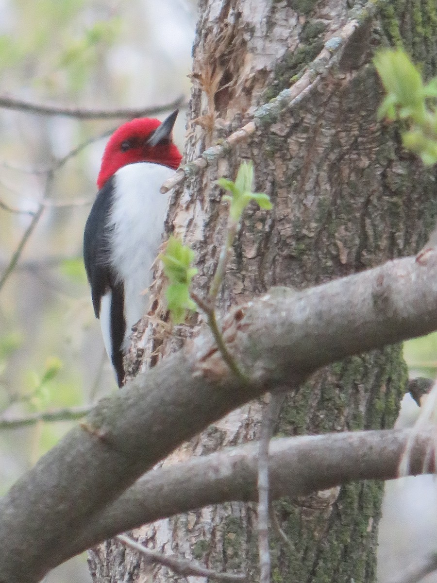 Red-headed Woodpecker - Mark Noble