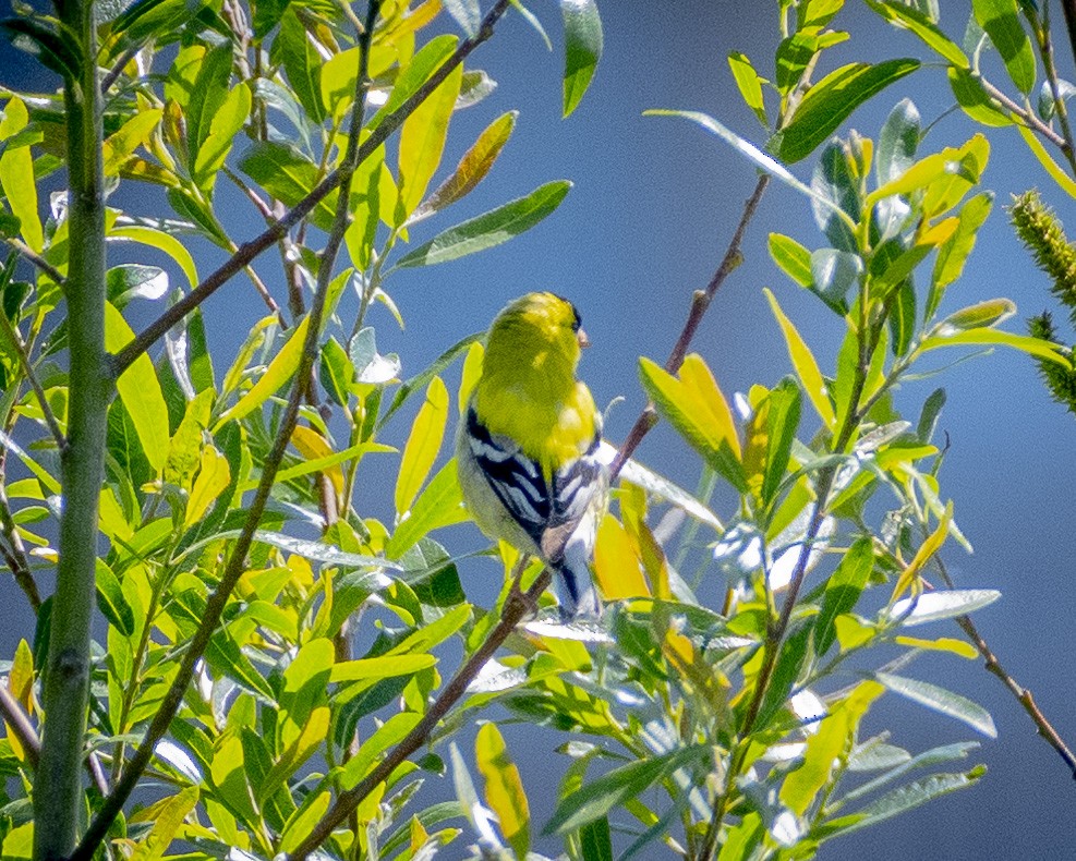 American Goldfinch - James Kendall