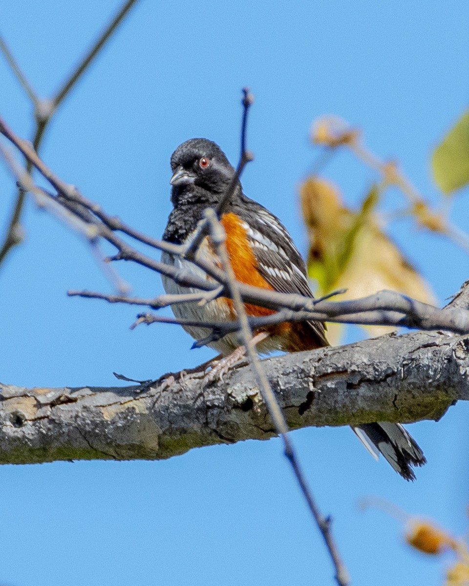 Spotted Towhee - ML618139111