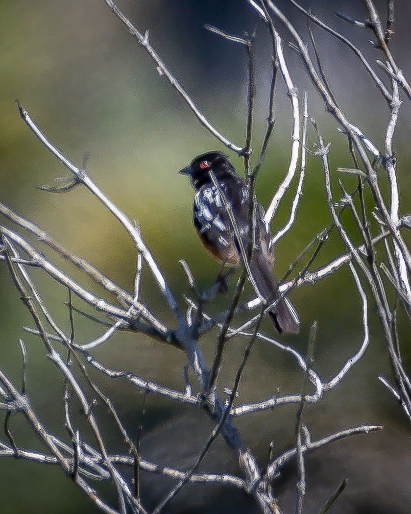 Spotted Towhee - ML618139112