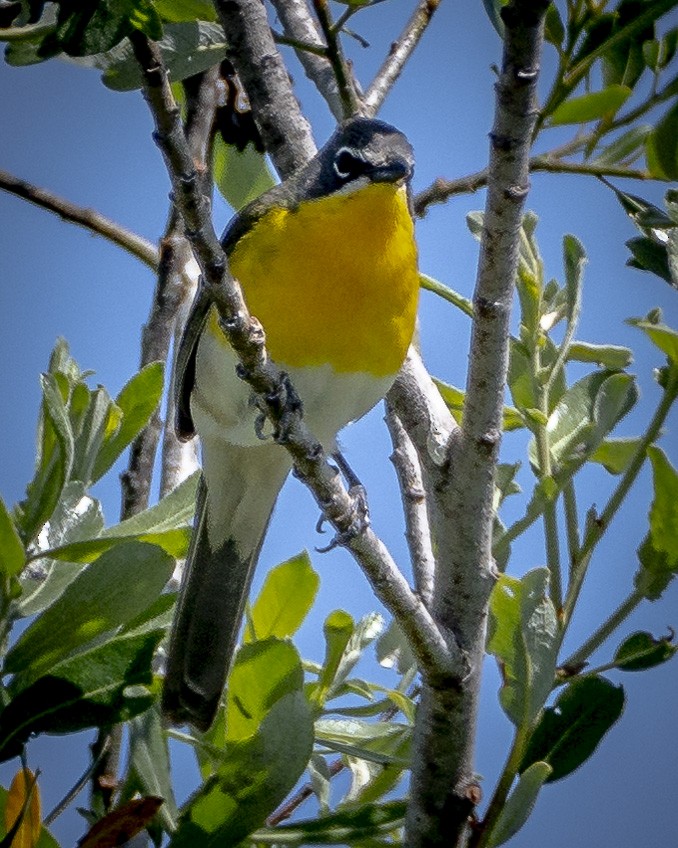 Yellow-breasted Chat - ML618139113