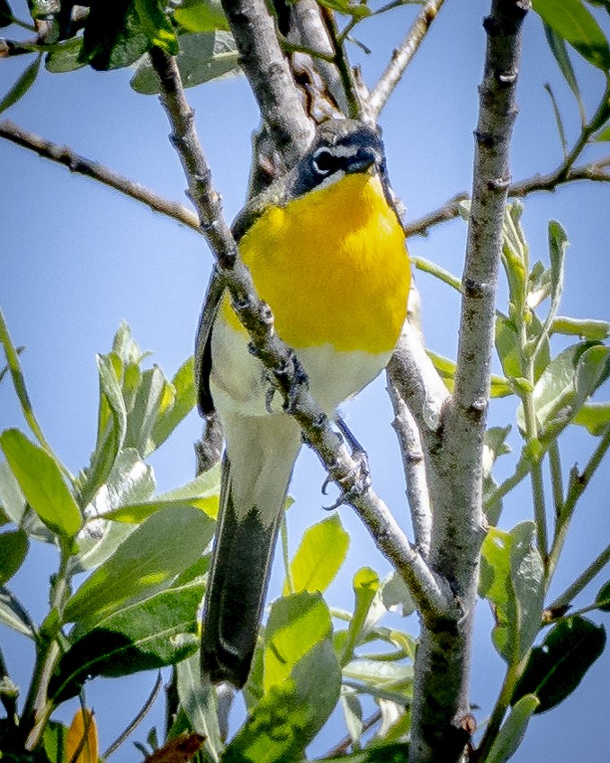 Yellow-breasted Chat - ML618139114