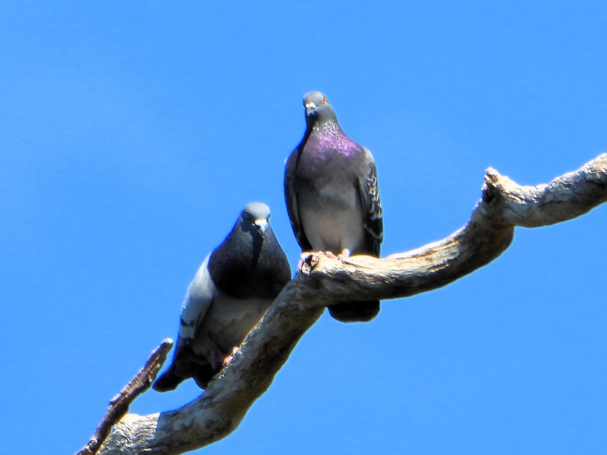 Rock Pigeon (Feral Pigeon) - ML618139126