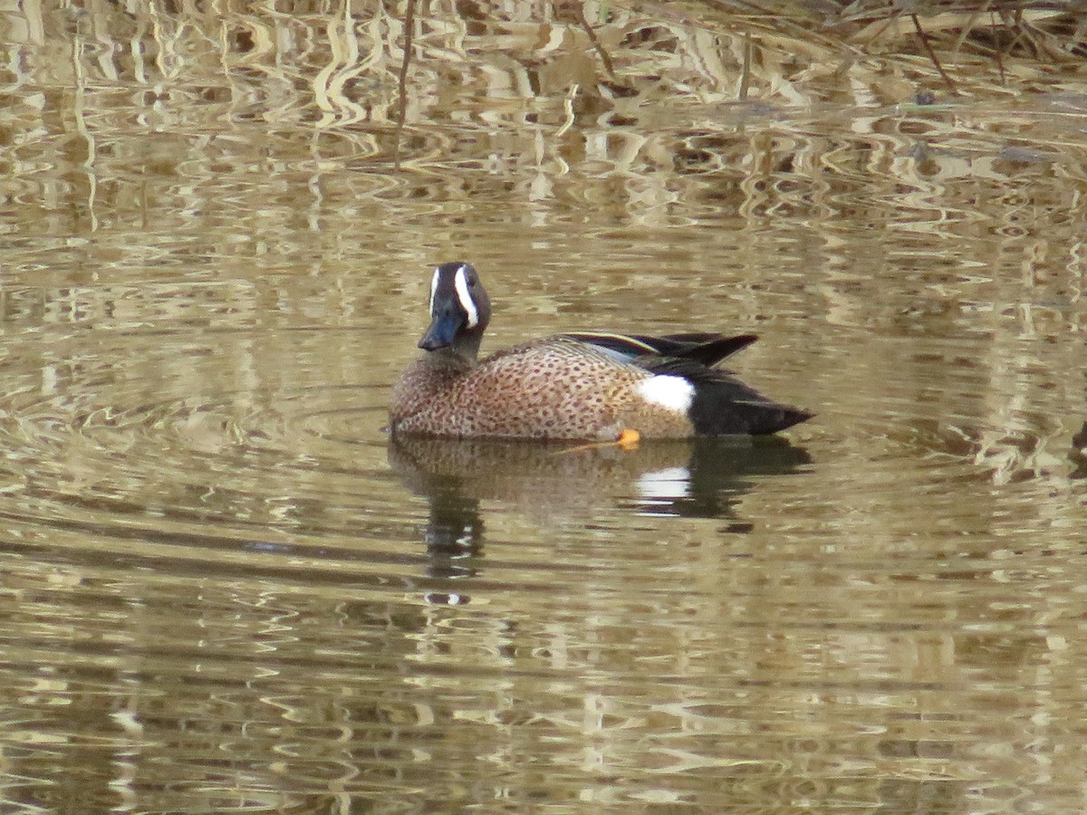 Blue-winged Teal - ML618139127