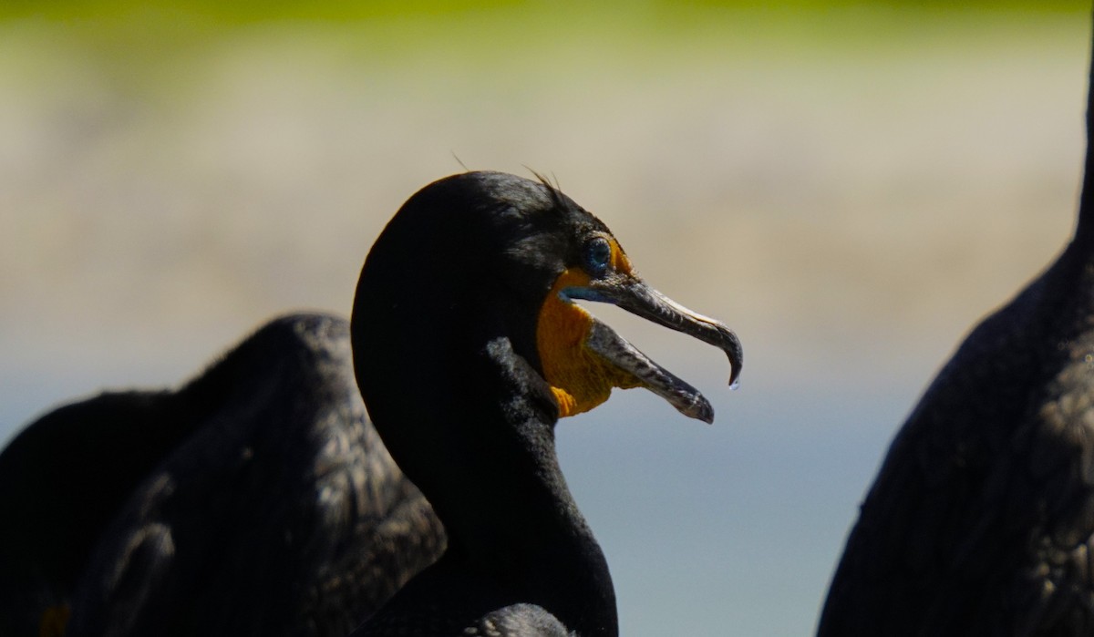 Double-crested Cormorant - Ulises Cabrera Miranda
