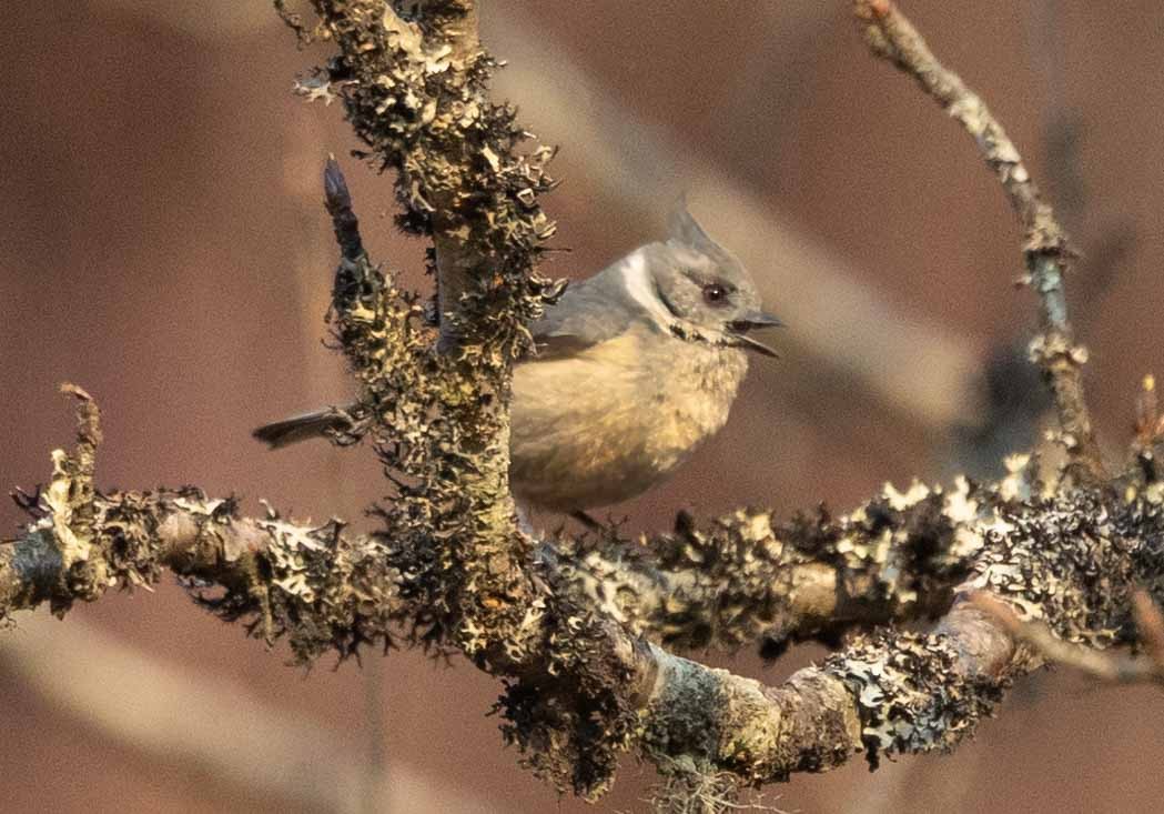 Gray-crested Tit - ML618139132