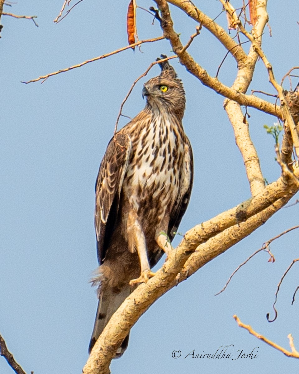 Changeable Hawk-Eagle - Aniruddha Joshi