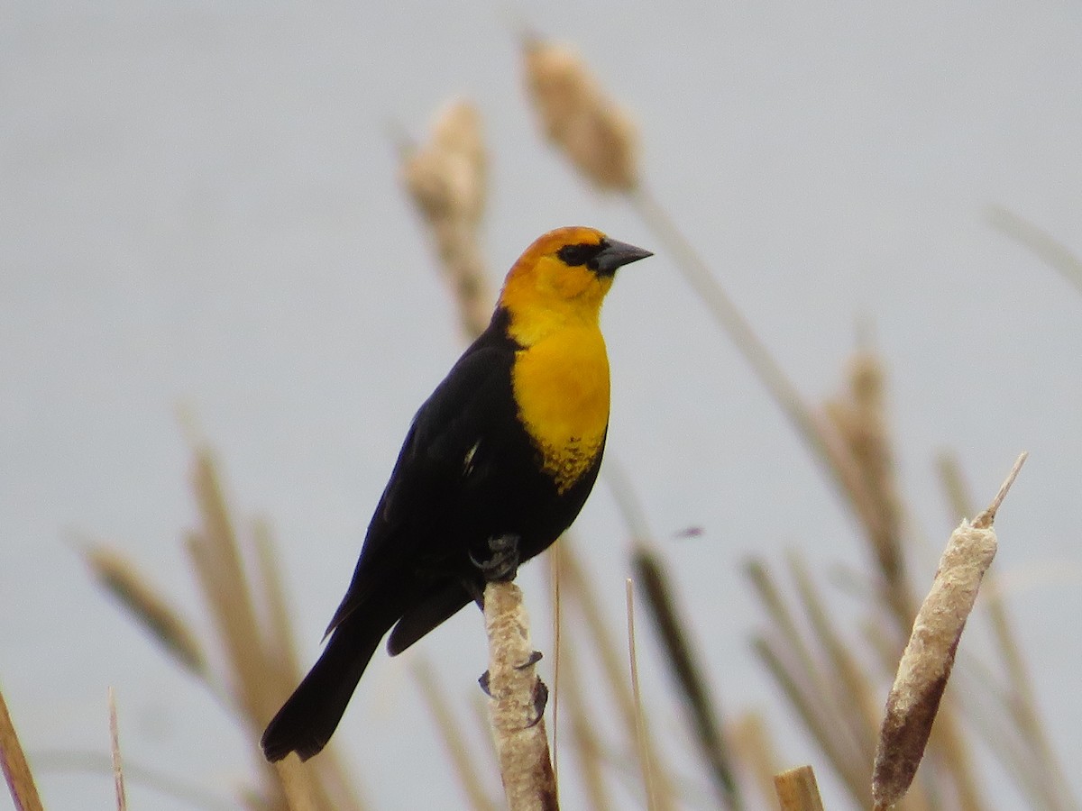 Yellow-headed Blackbird - Dennis Kuchar