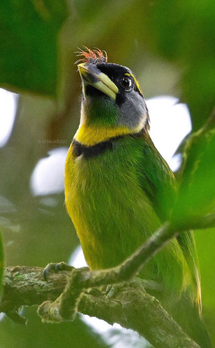 Fire-tufted Barbet - ML618139169