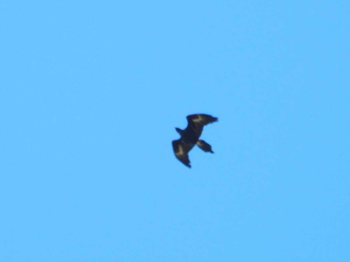 Wedge-tailed Eagle - ML618139196