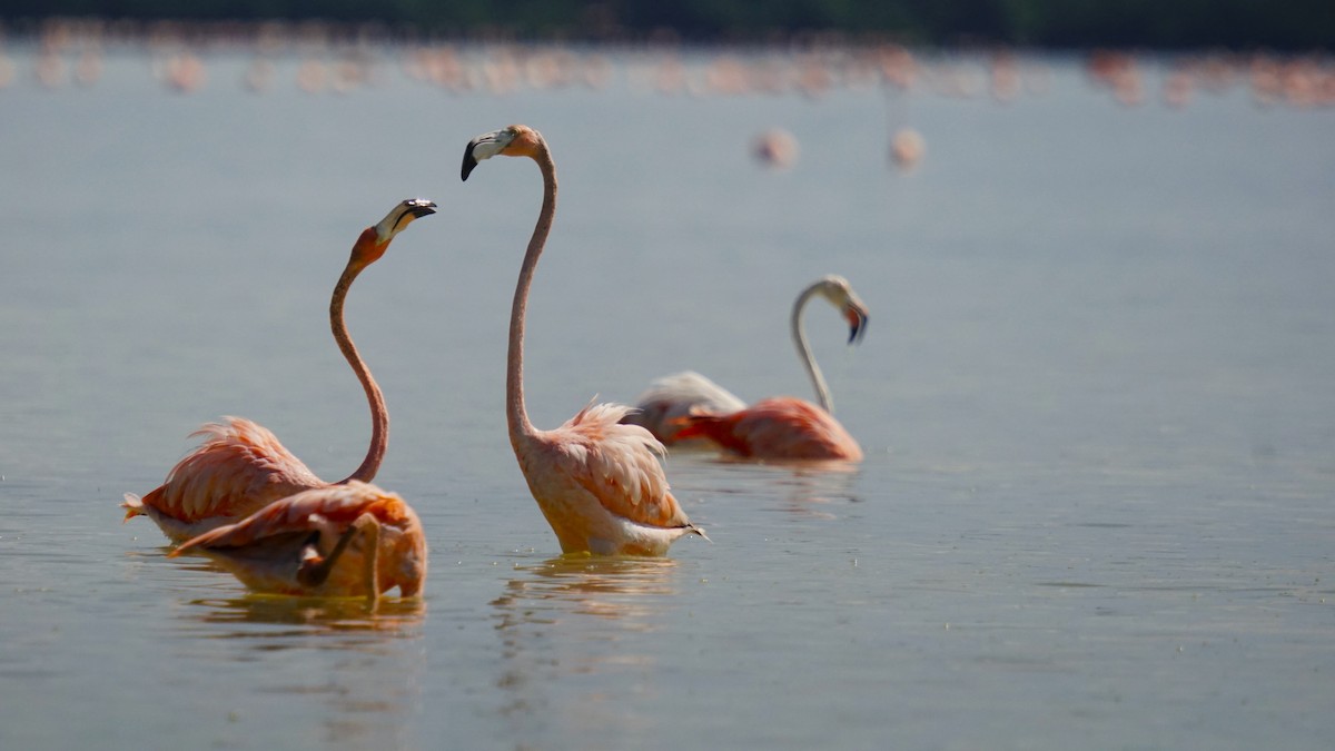 American Flamingo - Ulises Cabrera Miranda