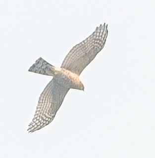 Eurasian Sparrowhawk - ML618139243