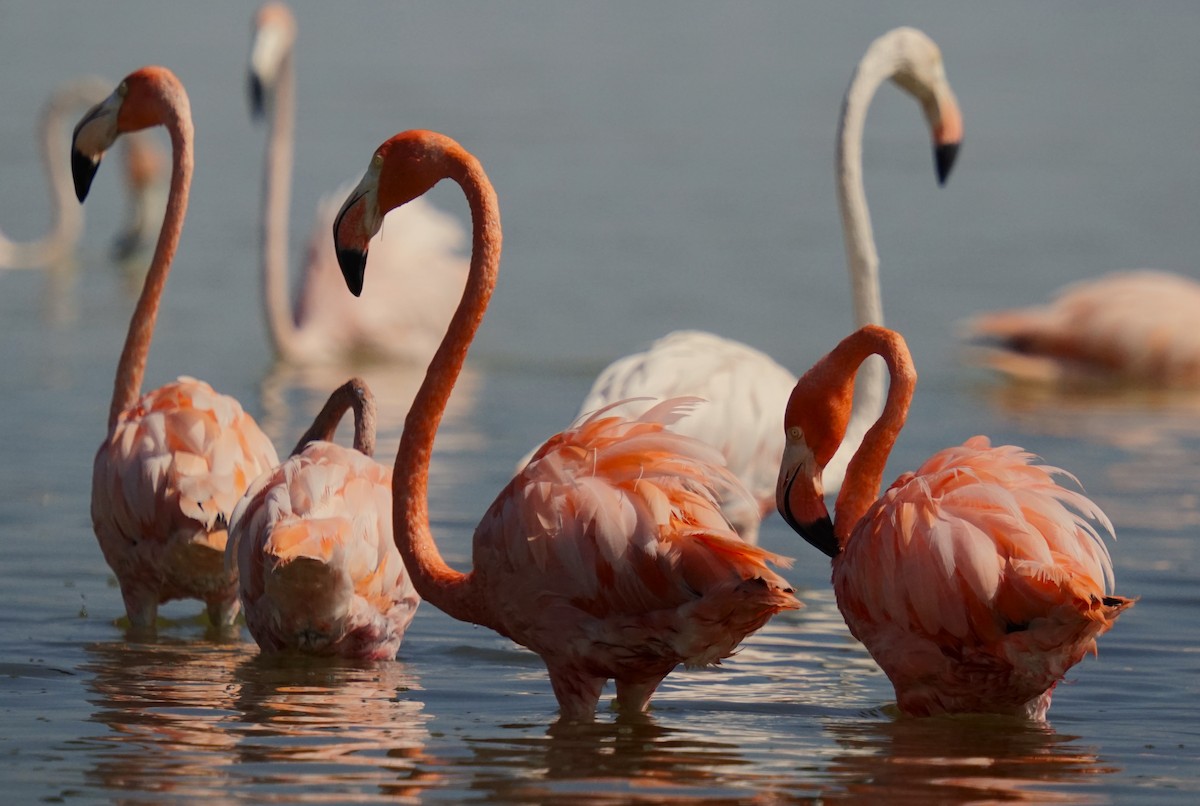 American Flamingo - Ulises Cabrera Miranda