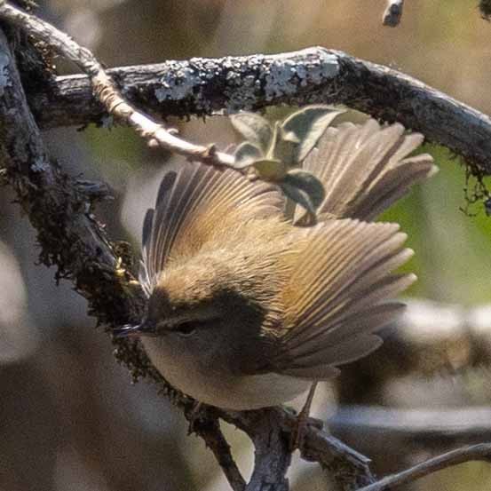 Hume's Bush Warbler - ML618139251