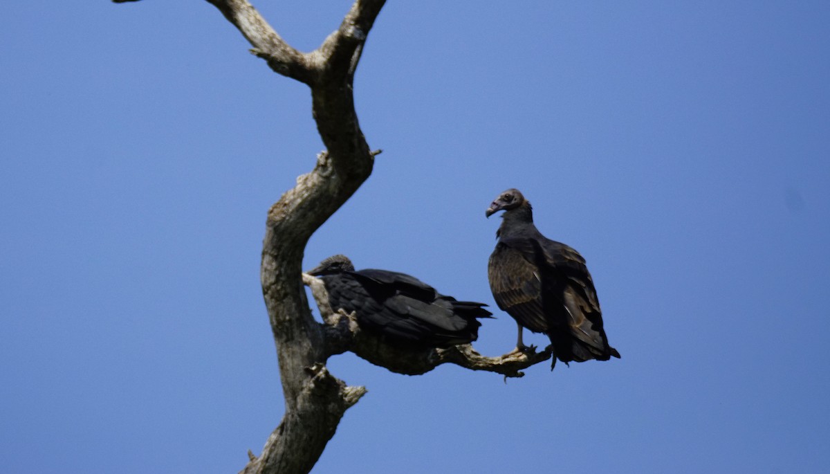 Turkey Vulture - Ulises Cabrera Miranda