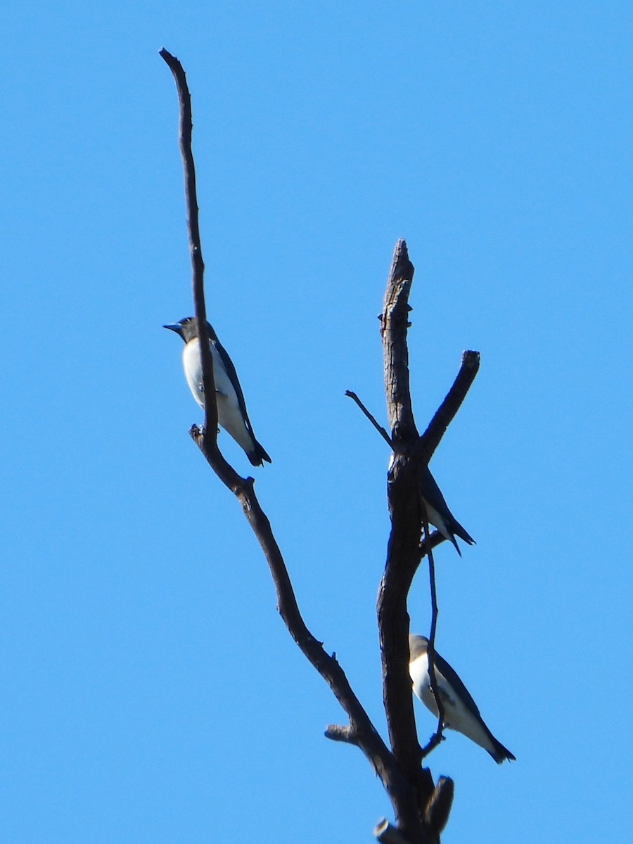 White-breasted Woodswallow - ML618139266
