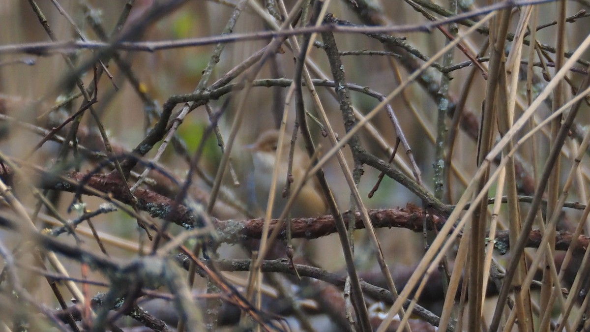 Common Reed Warbler - ML618139275