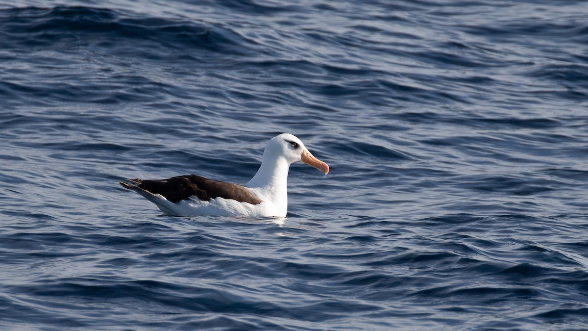 Black-browed Albatross (Campbell) - paul mclelland
