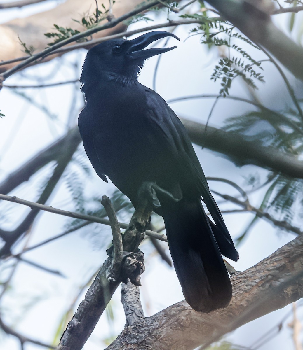 Large-billed Crow - ML618139282