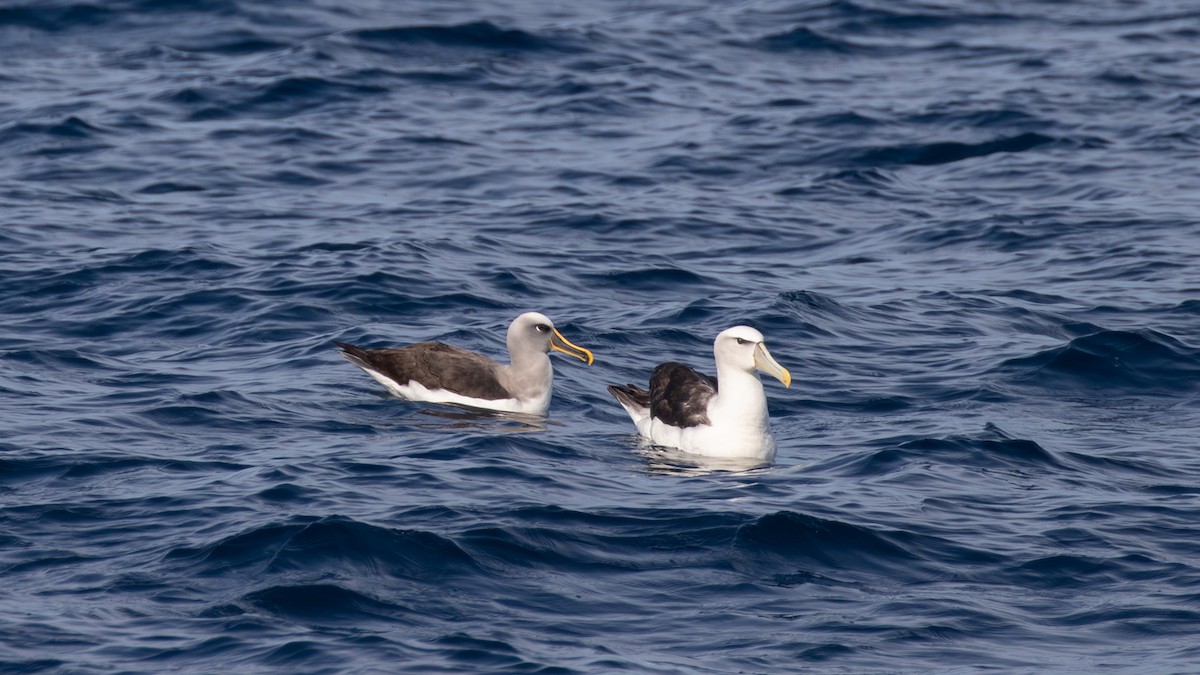 Buller's Albatross - paul mclelland