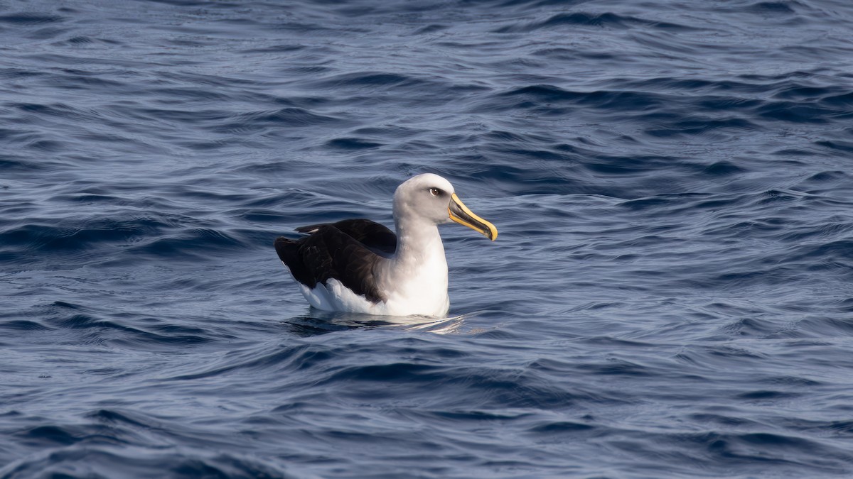 Buller's Albatross - ML618139288