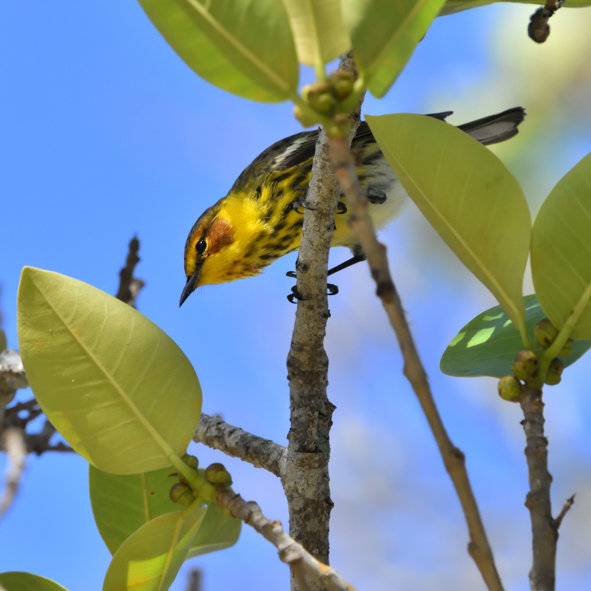 Cape May Warbler - ML618139292