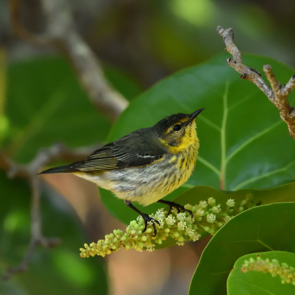 Cape May Warbler - ML618139296