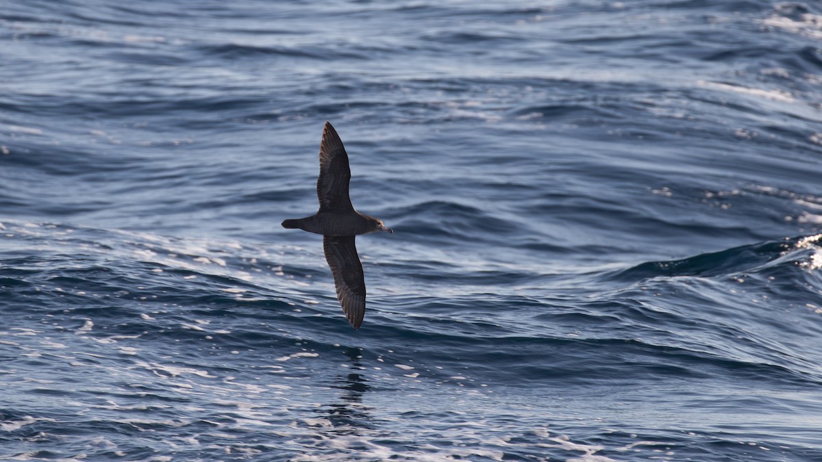 Flesh-footed Shearwater - ML618139301