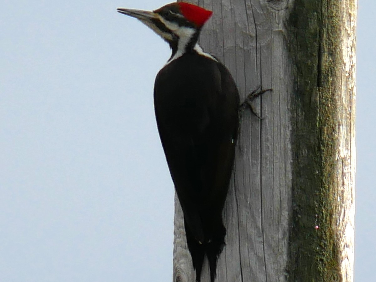 Pileated Woodpecker - ML618139302
