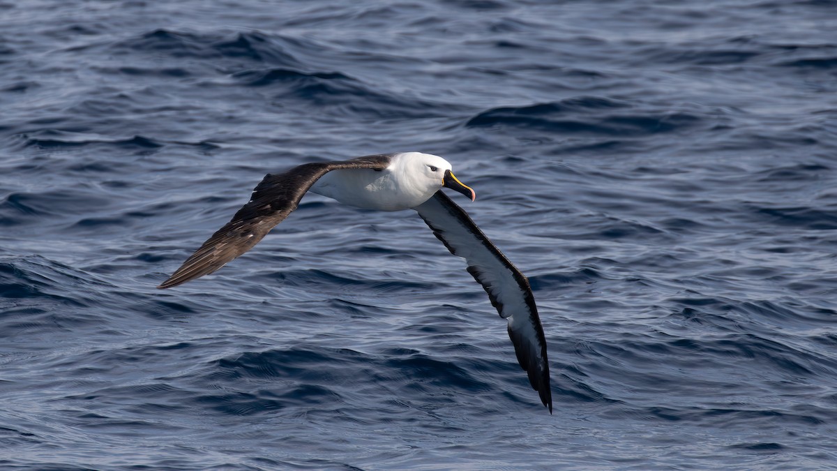 Indian Yellow-nosed Albatross - paul mclelland