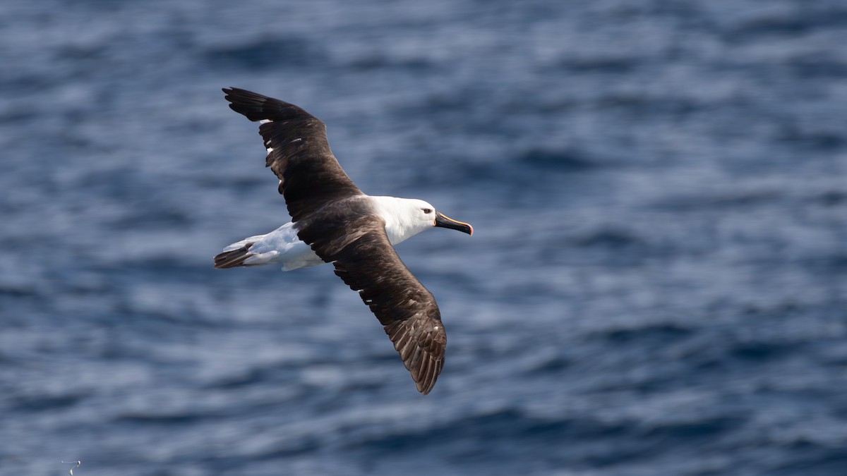 Indian Yellow-nosed Albatross - ML618139306