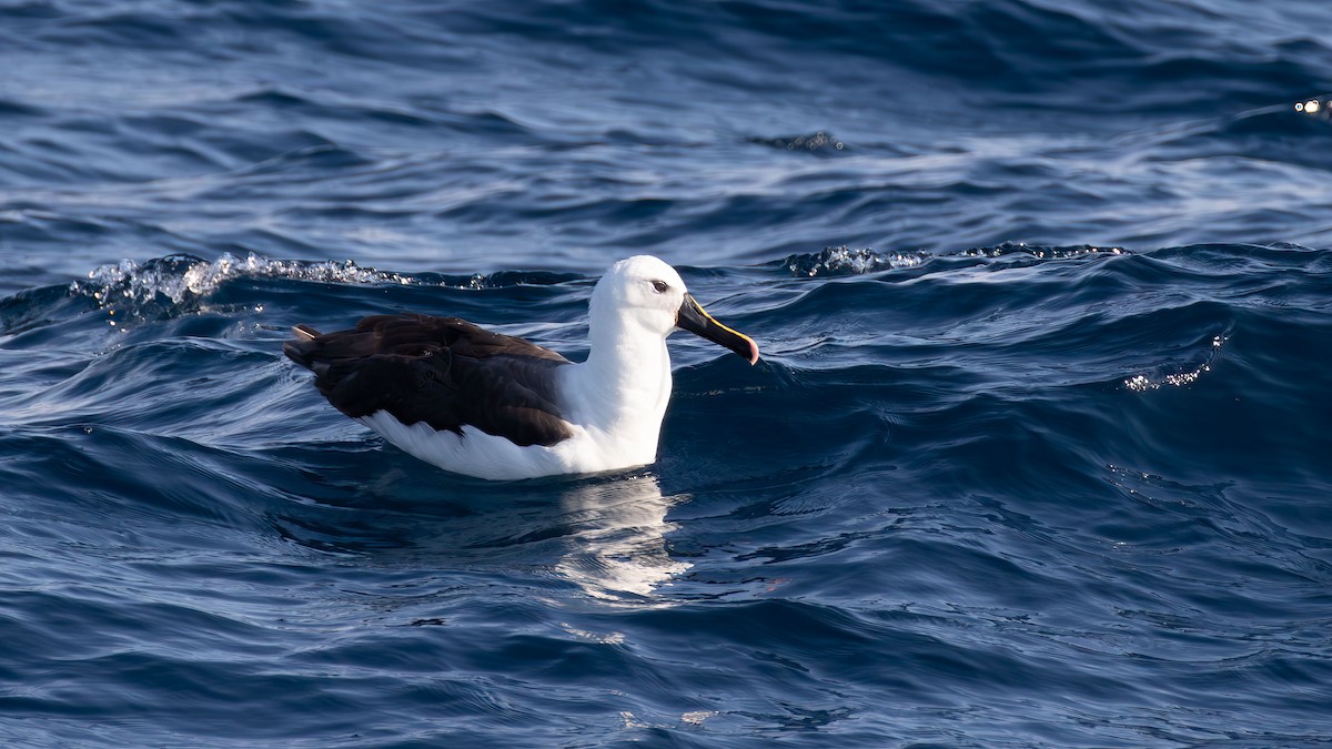 Indian Yellow-nosed Albatross - ML618139307