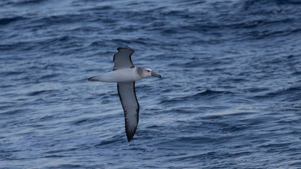 White-capped Albatross - ML618139322