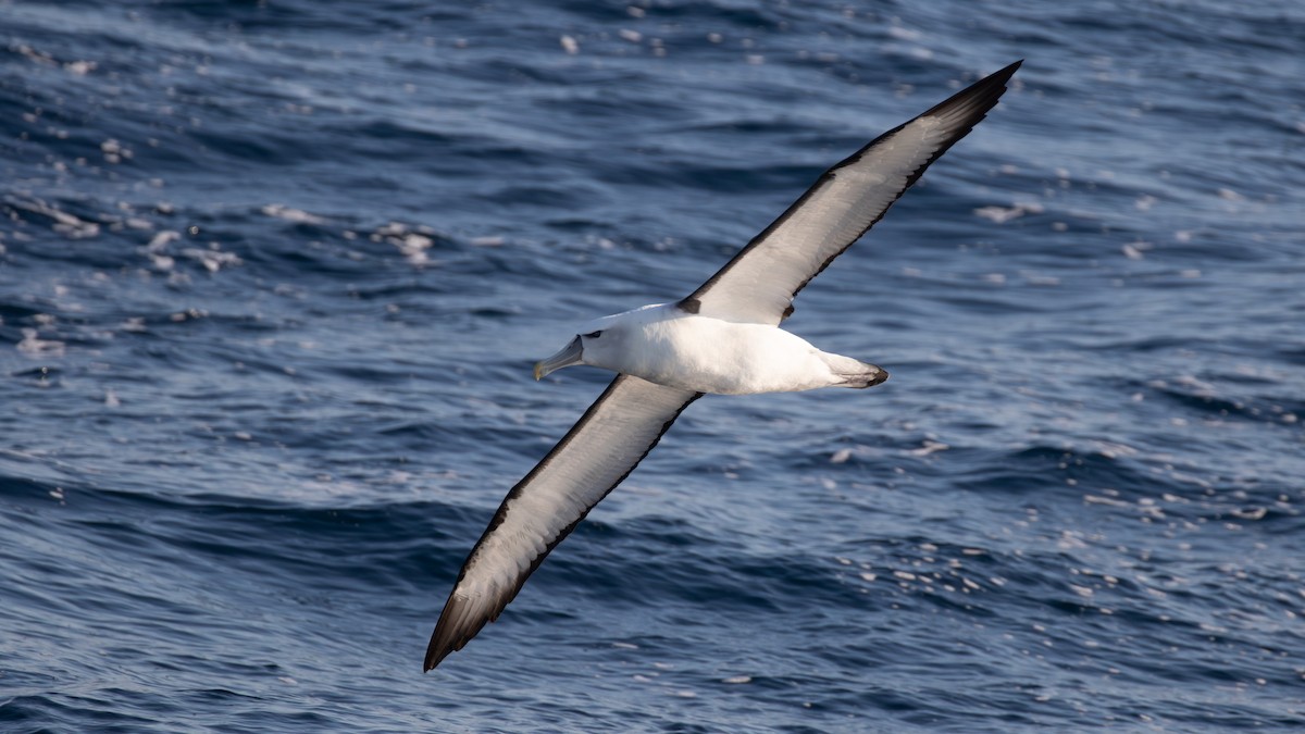 White-capped Albatross - ML618139324