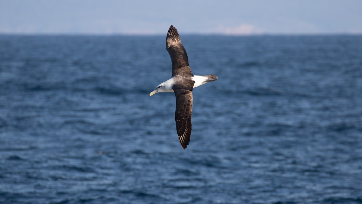 White-capped Albatross - paul mclelland