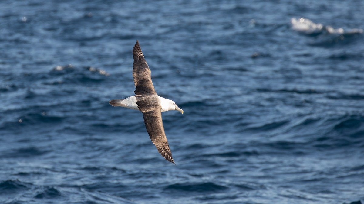 White-capped Albatross - paul mclelland