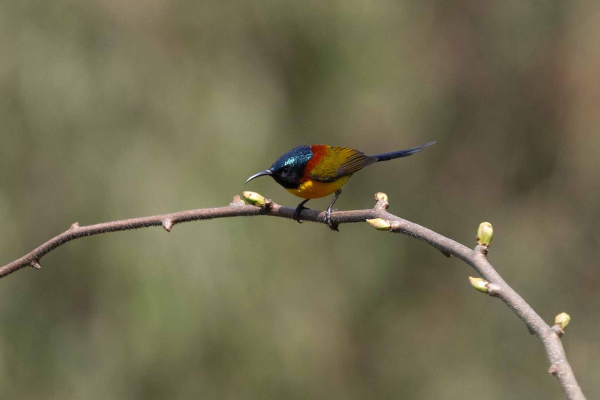 Green-tailed Sunbird - Samanvitha Rao