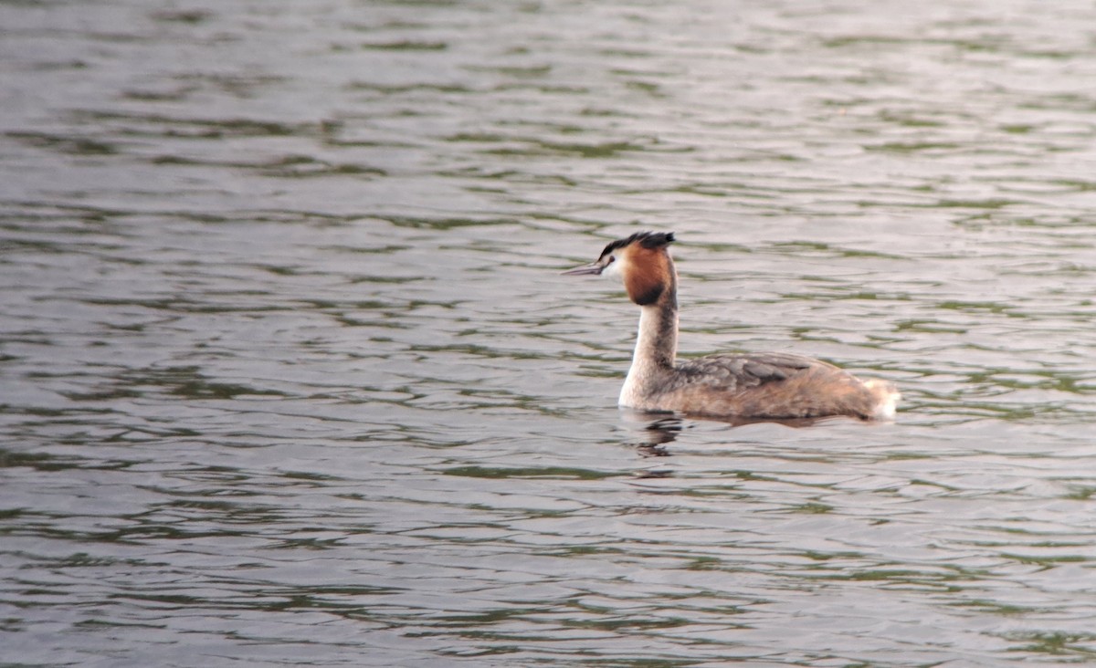 Great Crested Grebe - ML618139405