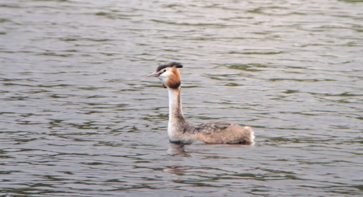 Great Crested Grebe - ML618139406