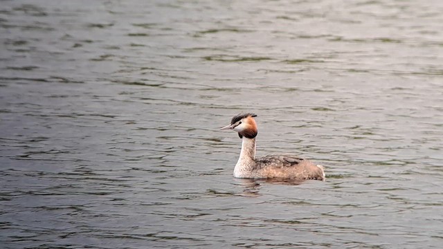 Great Crested Grebe - ML618139409