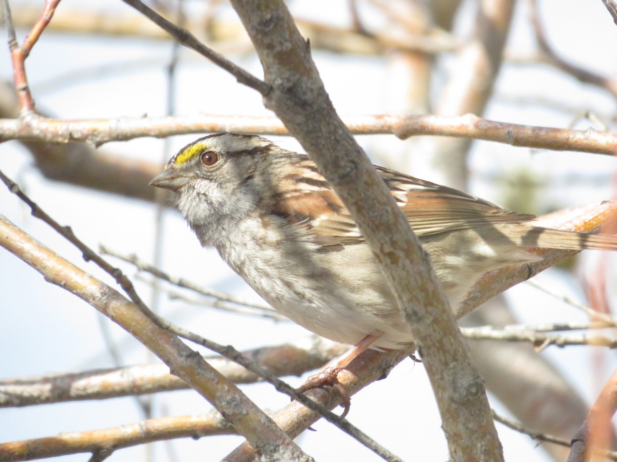 White-throated Sparrow - Dennis Kuchar